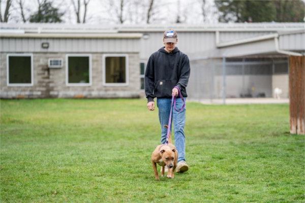 伊森·道尔在动物福利联盟的收容所遛狗.
