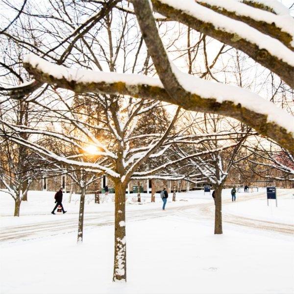 清晨温暖的阳光透过许多被雪覆盖的树枝照射出来.